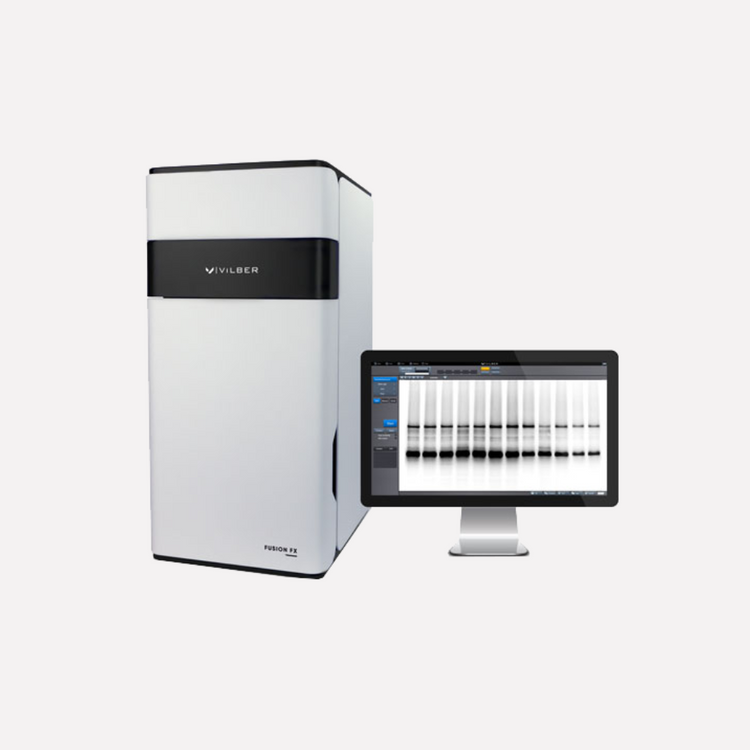 Western Blot Analysis