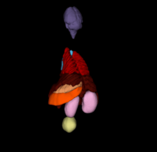 Bio-Mouse Phantom
