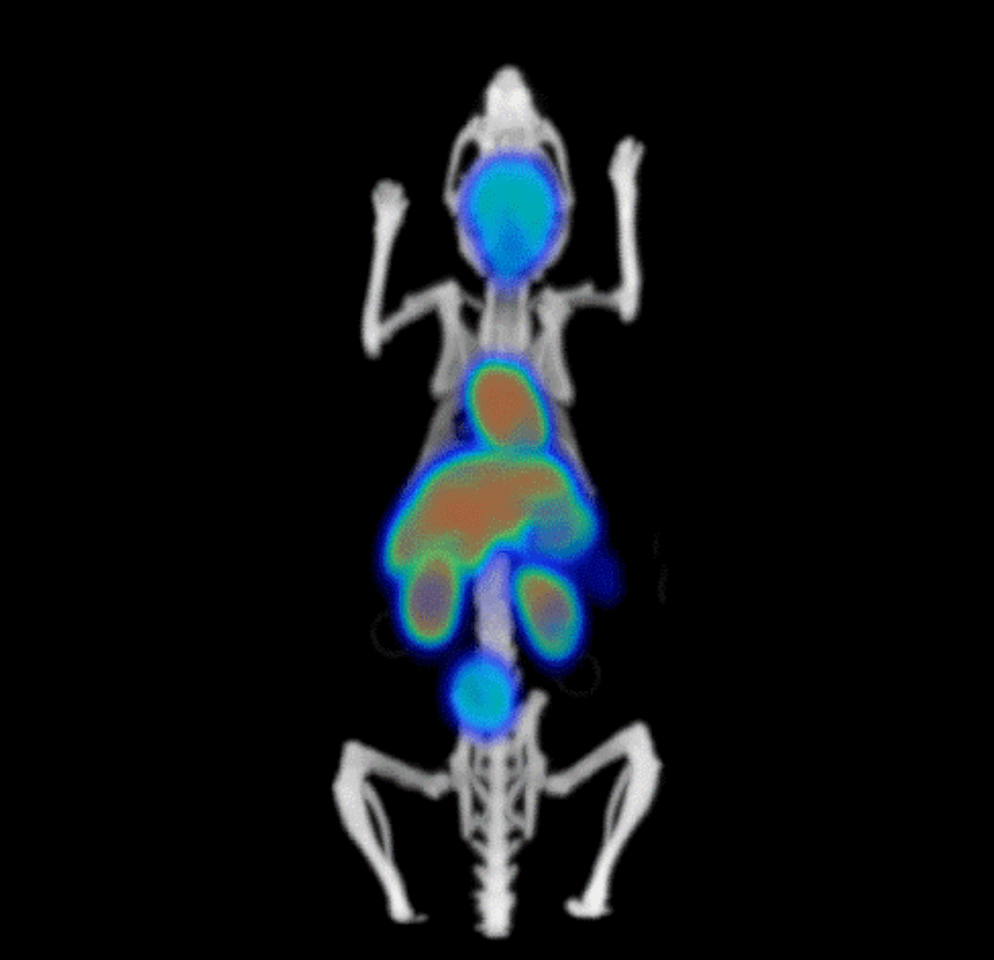 Bio-Mouse Phantom