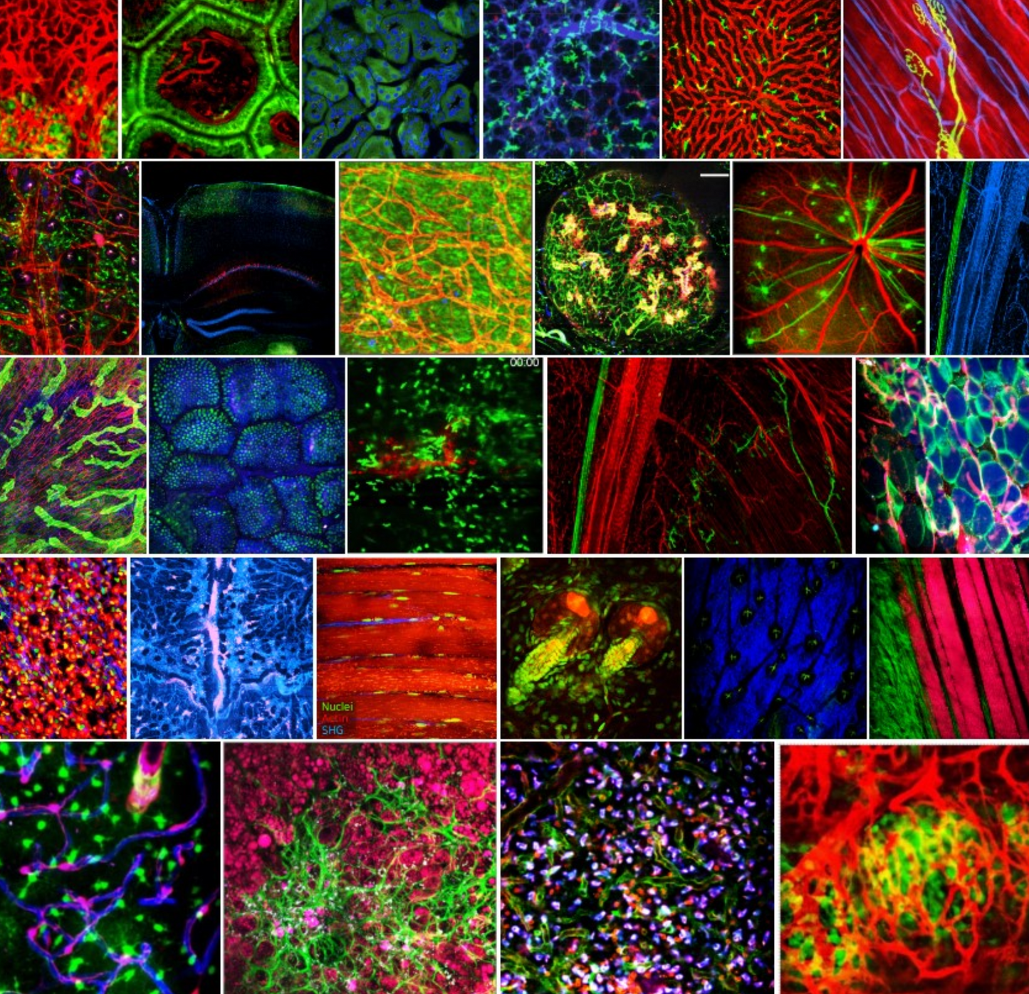Intravital Microscopy System