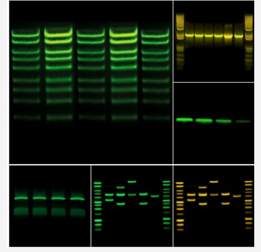 Fusion Solo S6 Western Blot