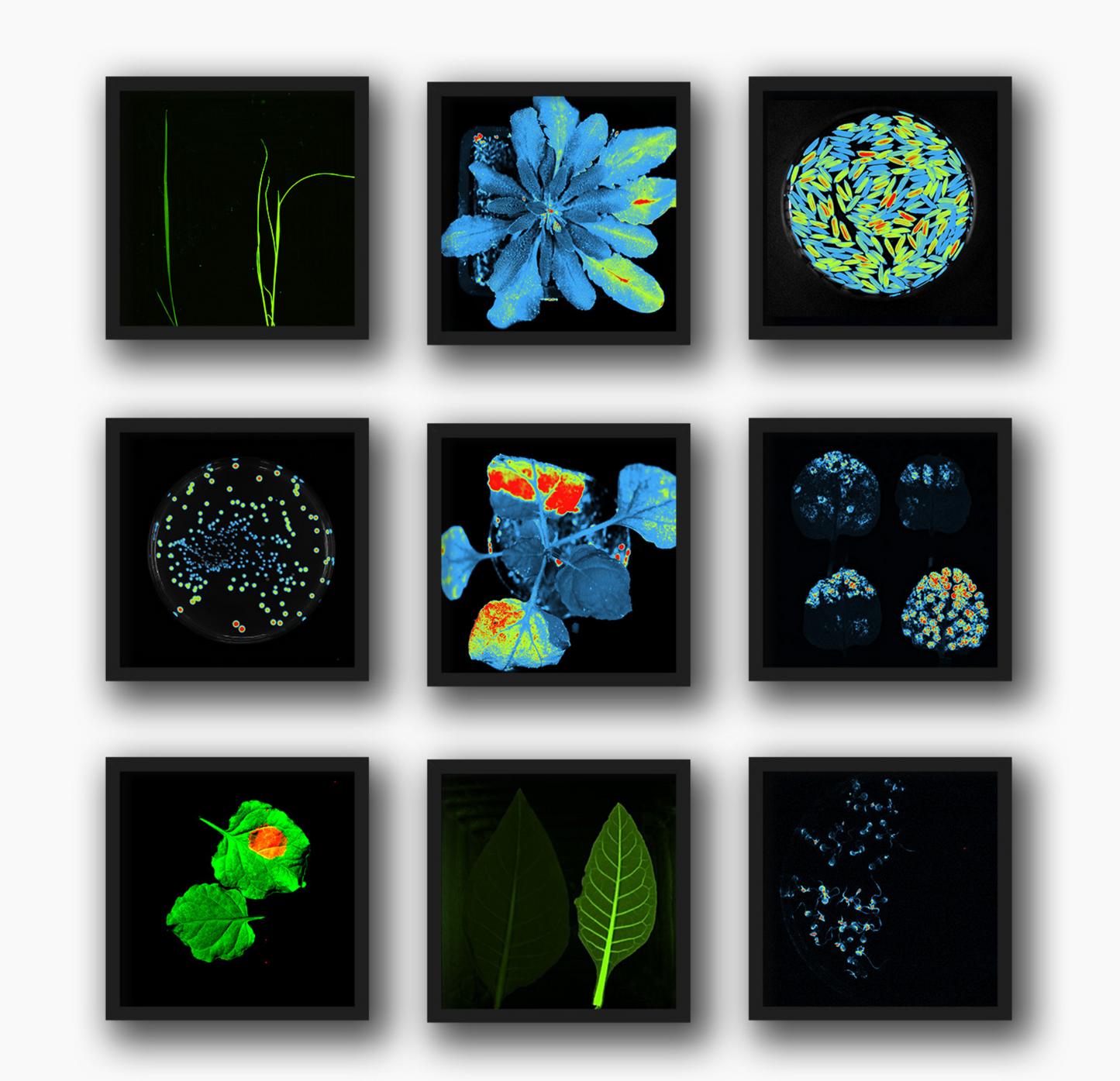 Newton 7.0 Optical Imaging BIO