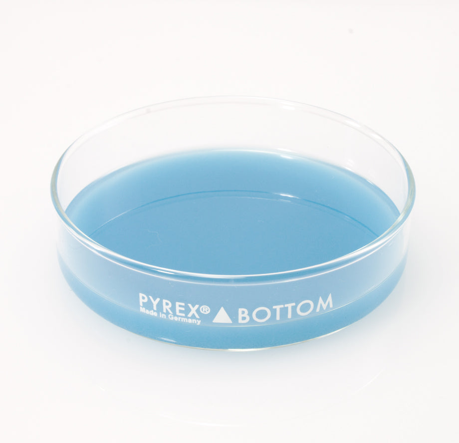 Dissection Dish, Large, Light Blue