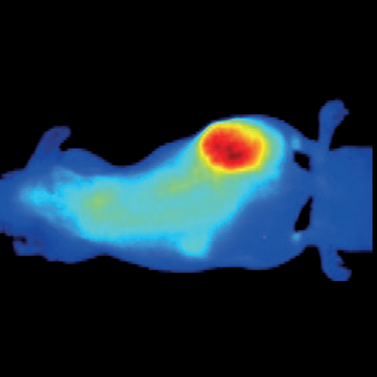 Optical Imaging Contrast Agents
