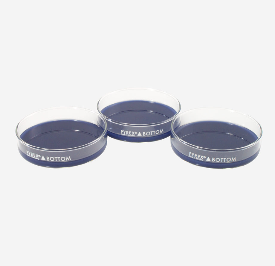 Dissection Dish, Large, Blue 3-Pack